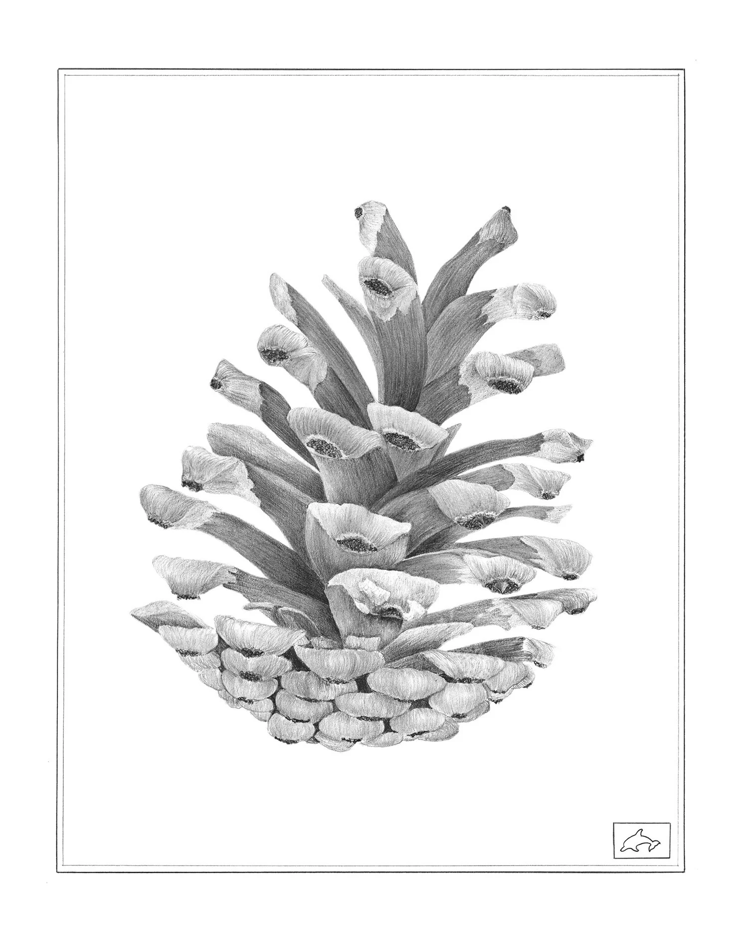 Pine Cone