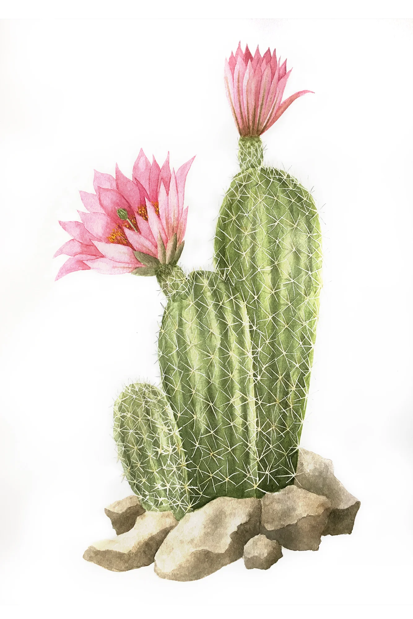 Echinocereus