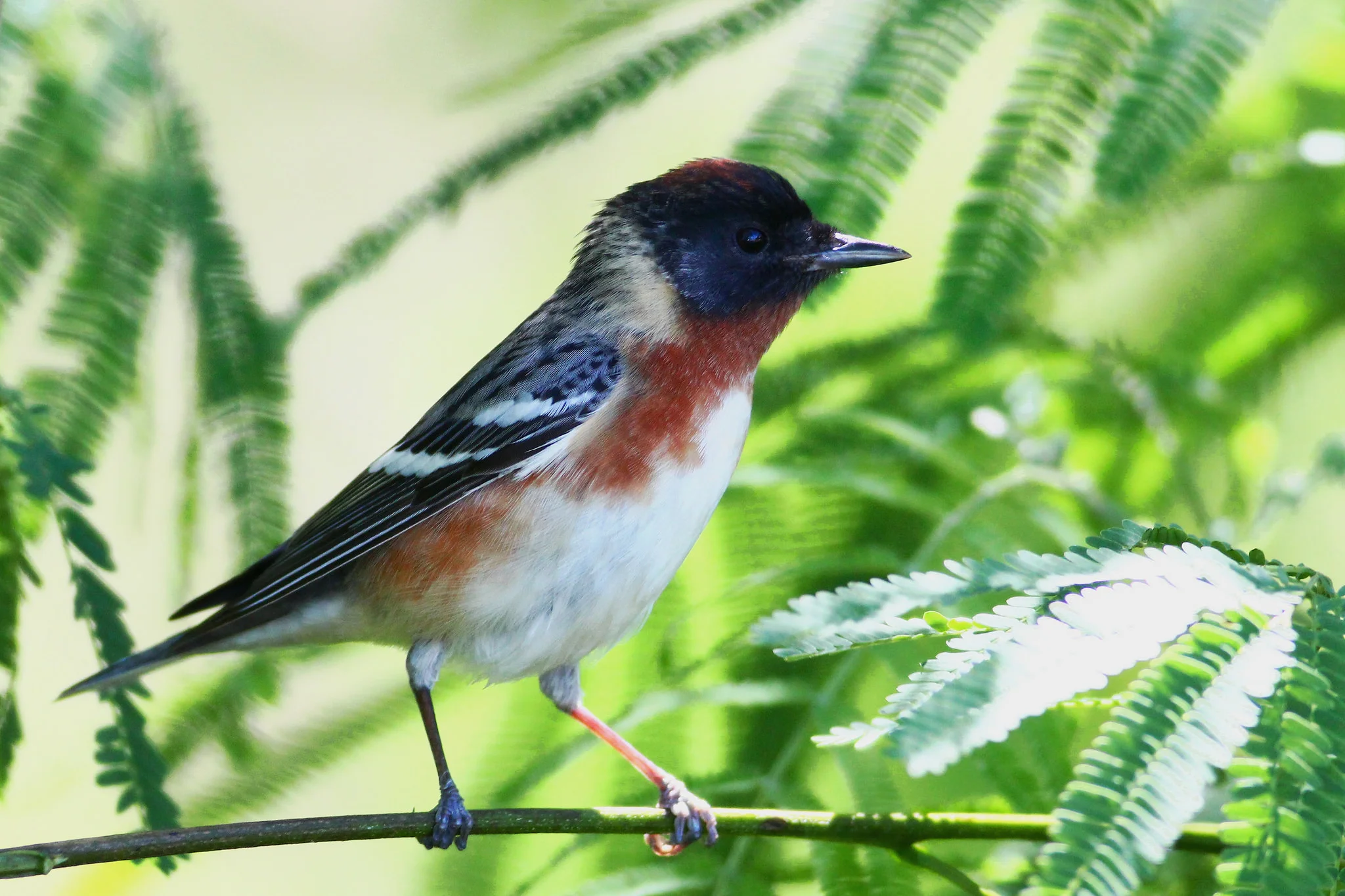 Bay-Breasted Warbler - Tyler Pockette