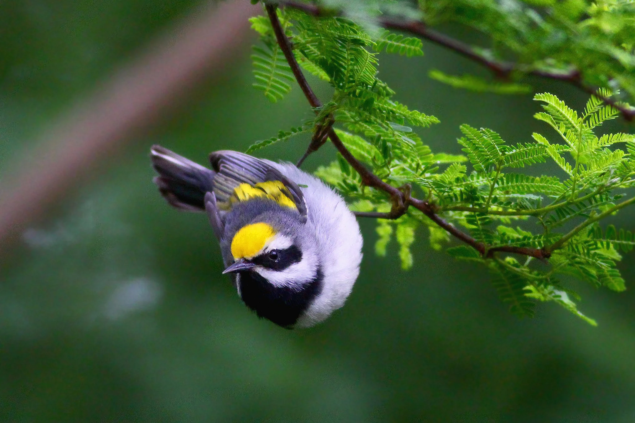 Golden-winged Warbler - Tyler Pockette