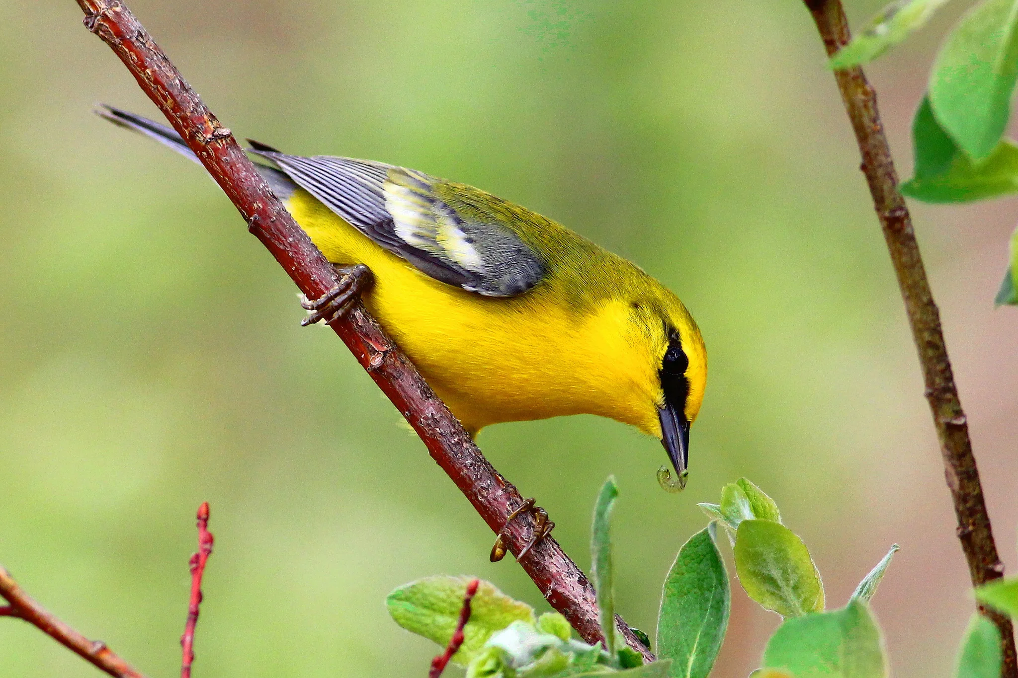 Blue-winged Warbler - Tyler Pockette