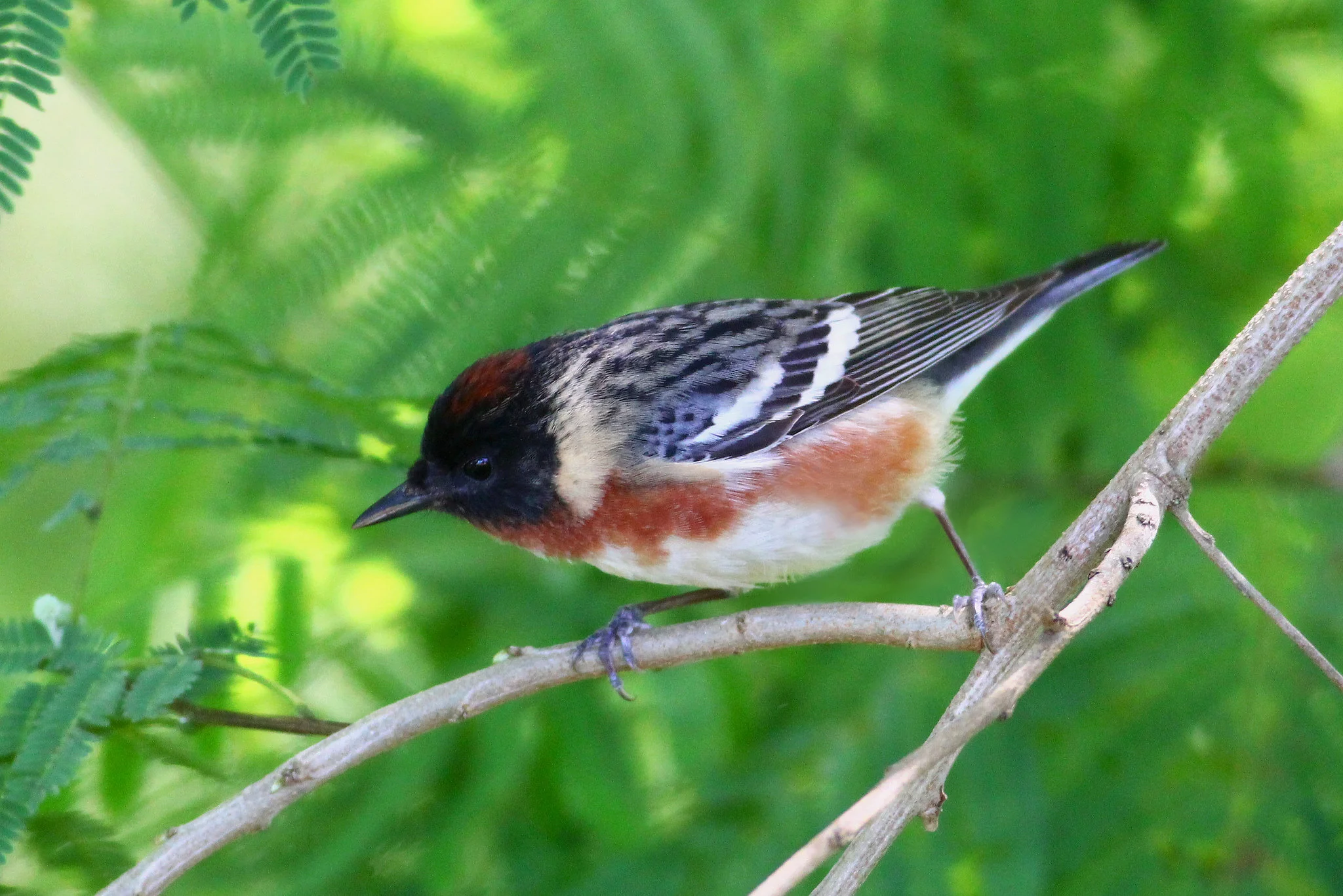 Bay-breasted Warbler - Tyler Pockette