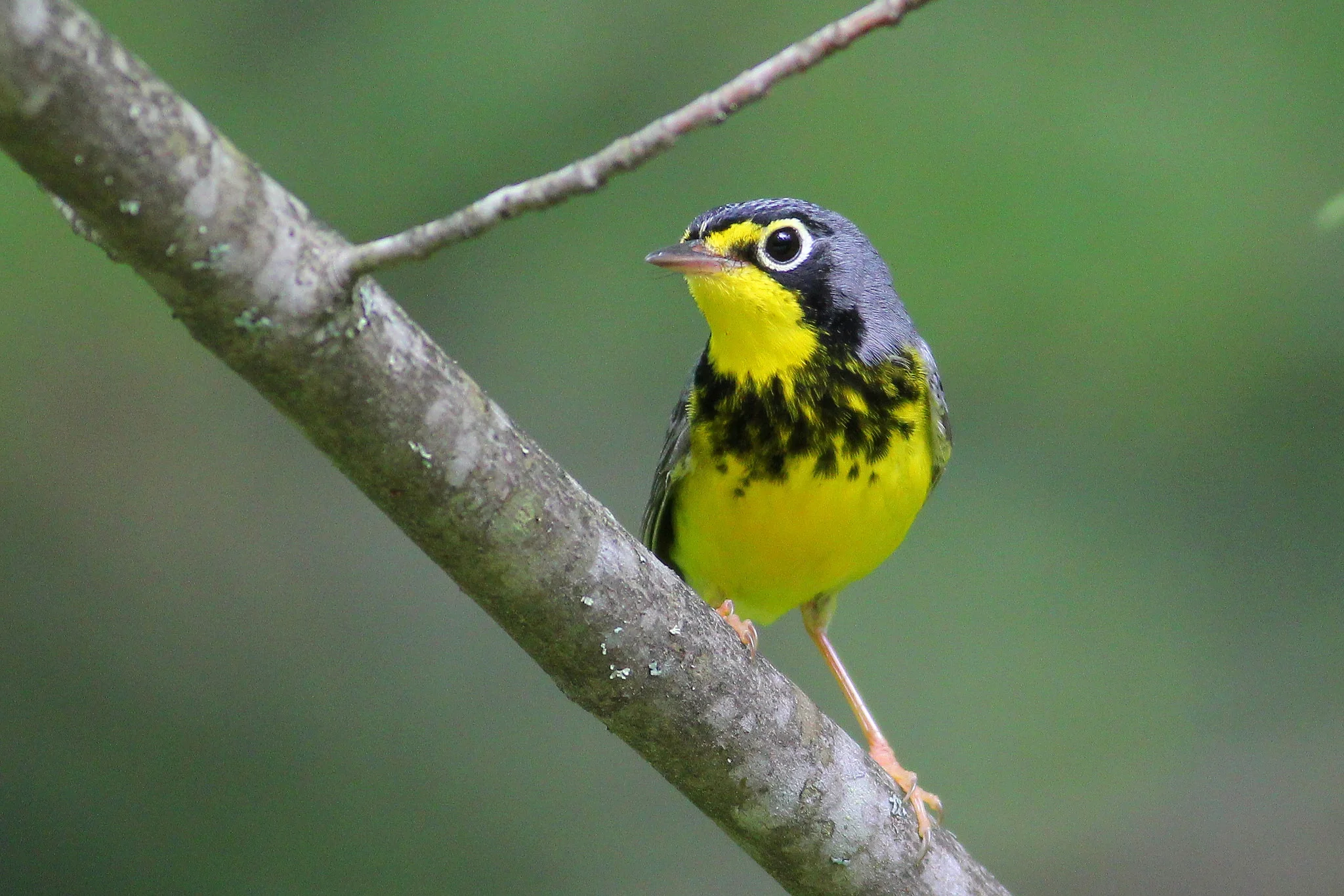 Canada Warbler - Tyler Pockette