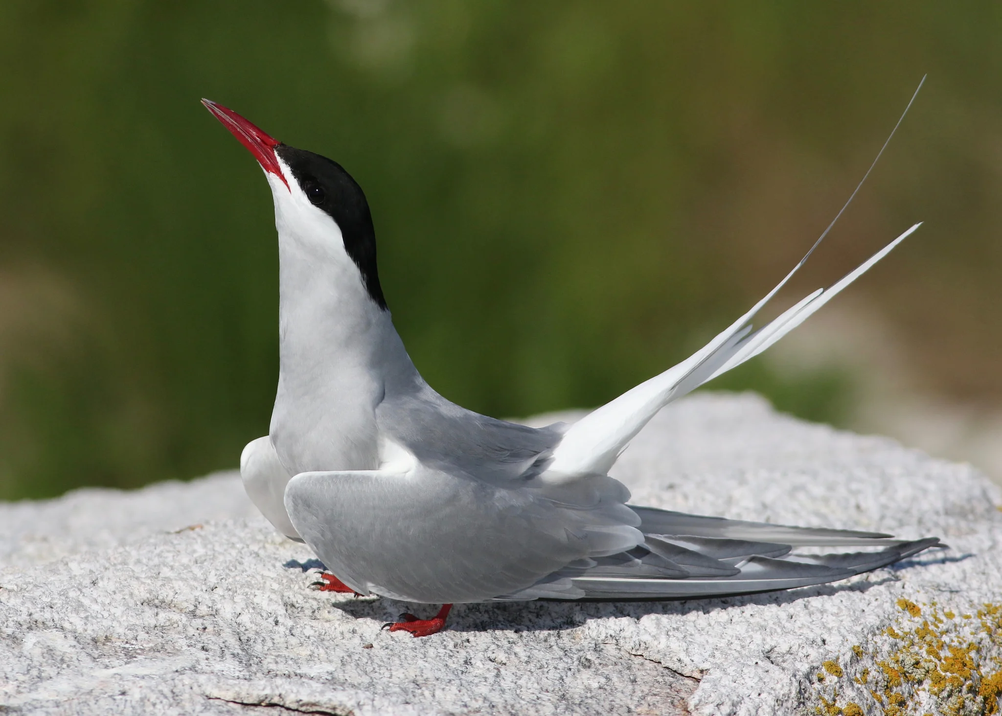 Arctic Tern - Keenan Yakola