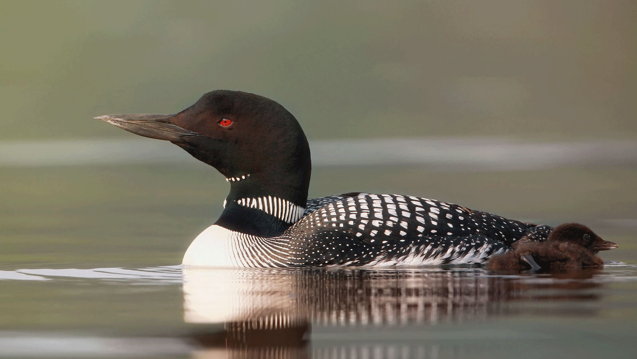 common-loon-large-size.gif