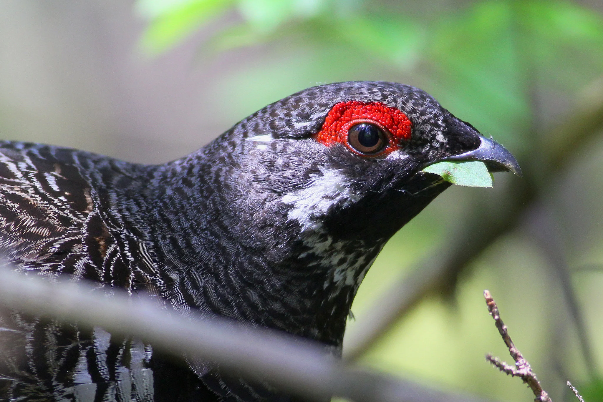 spruce_grouse.jpg