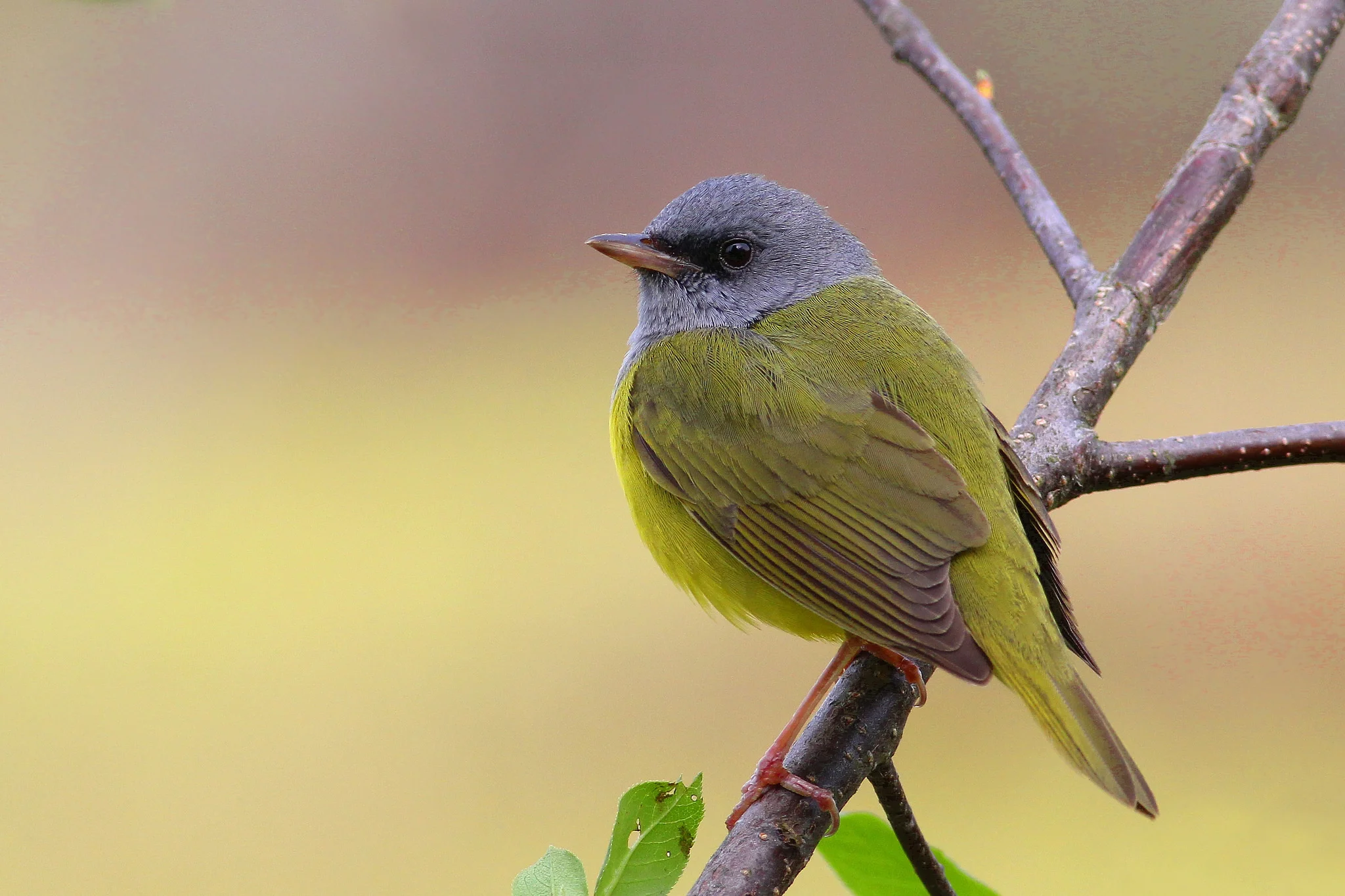 Mourning Warbler - Tyler Pockette
