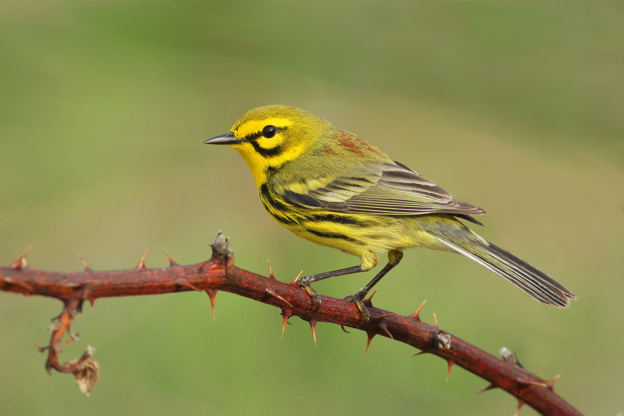 Prairie Warbler - Tyler Pockette