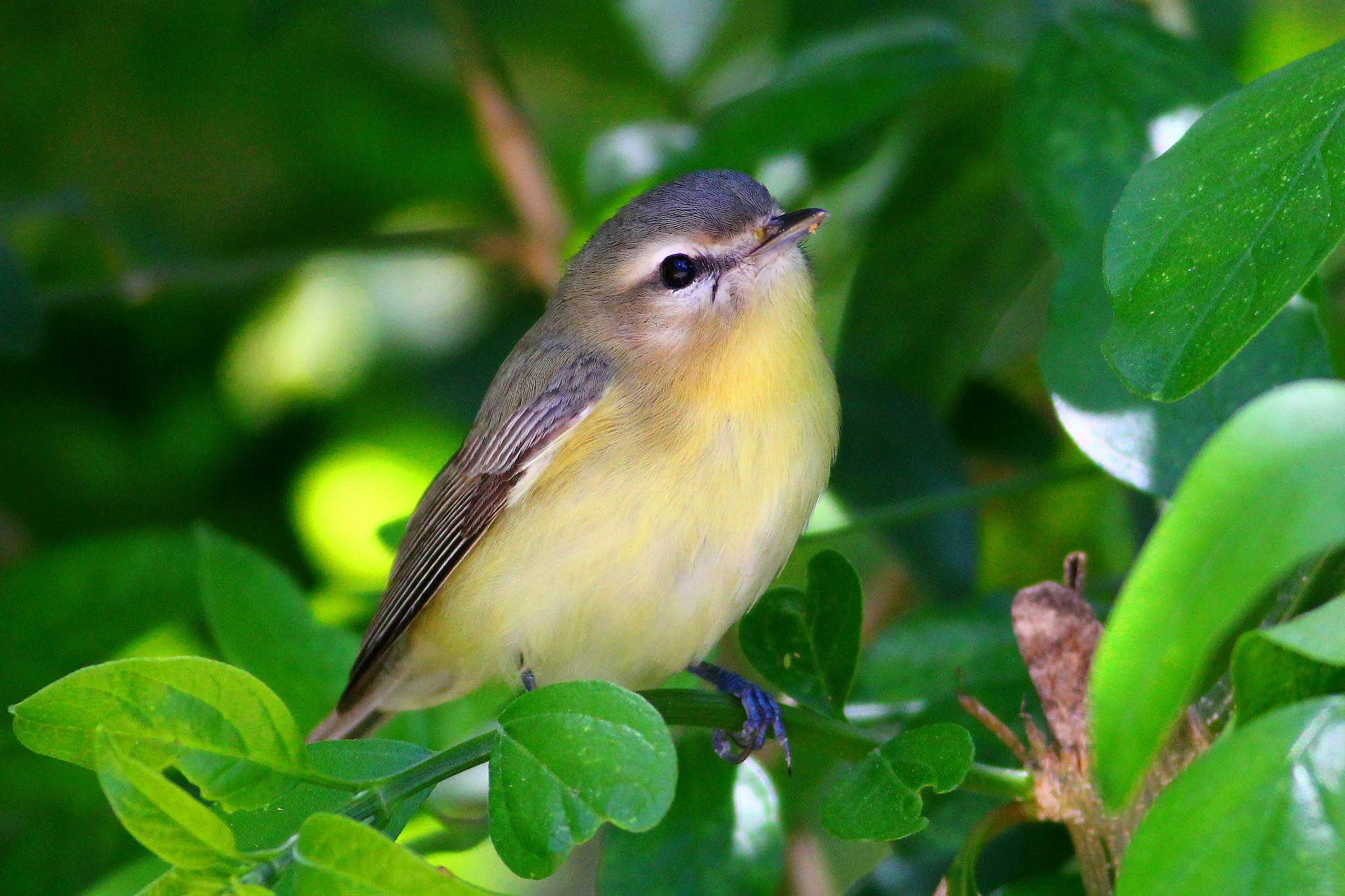 Philadelphia Vireo - Tyler Pockette