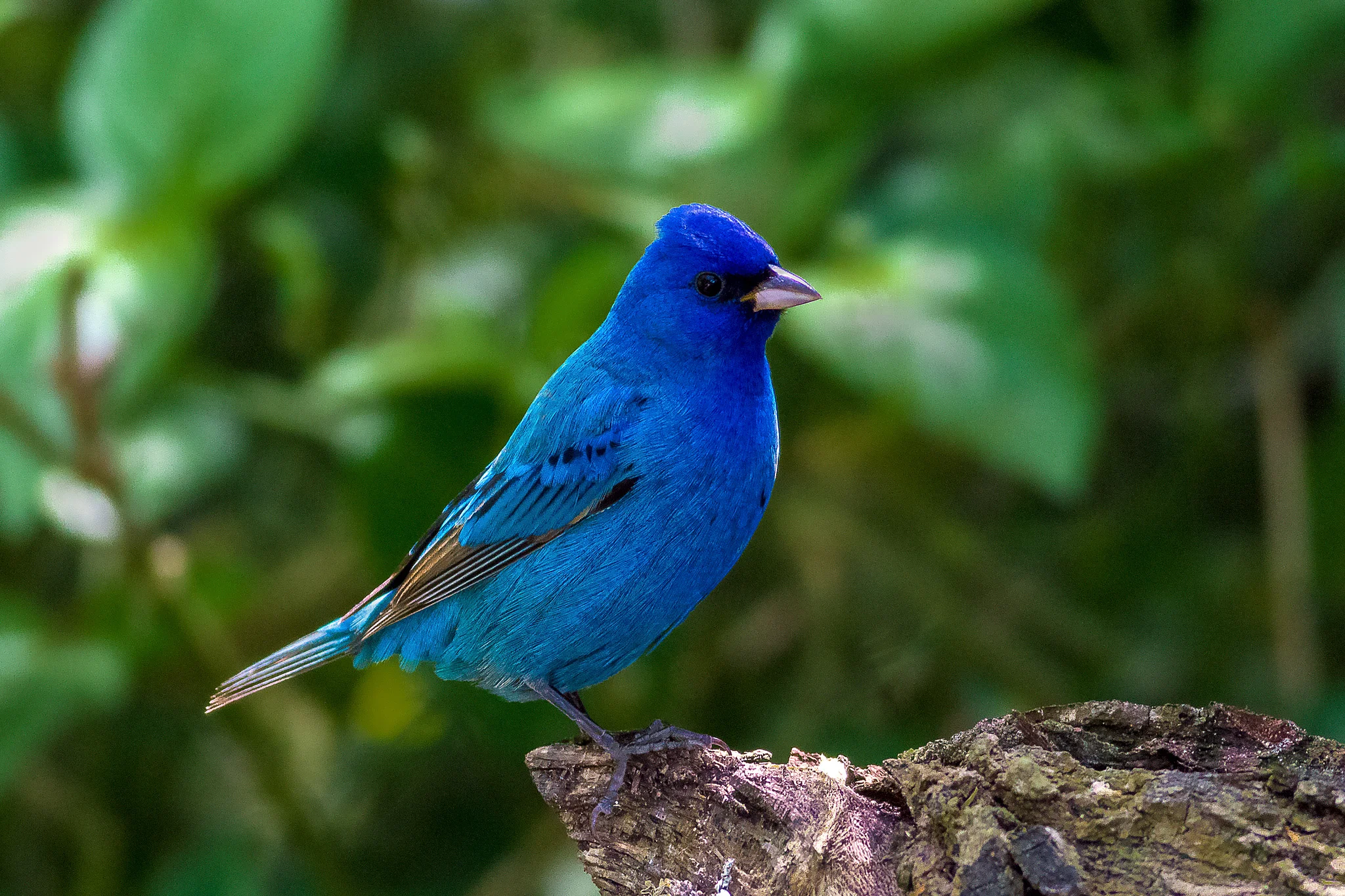 Indigo Bunting - Tyler Pockette