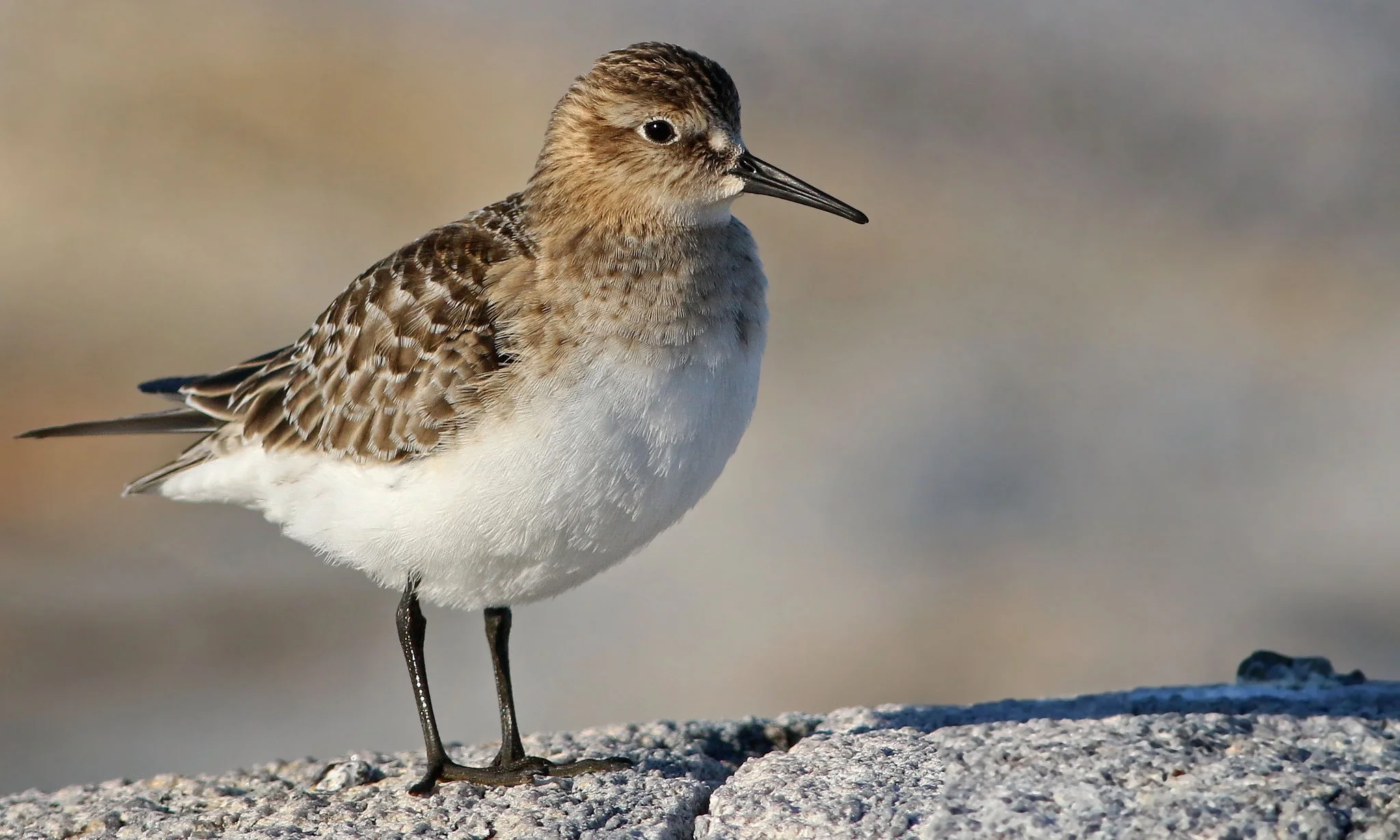 Baird's Sandpiper - Keenan Yakola