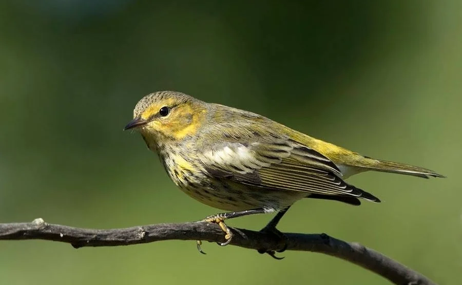 Fall Cape May Warbler - Jane Ogilvie