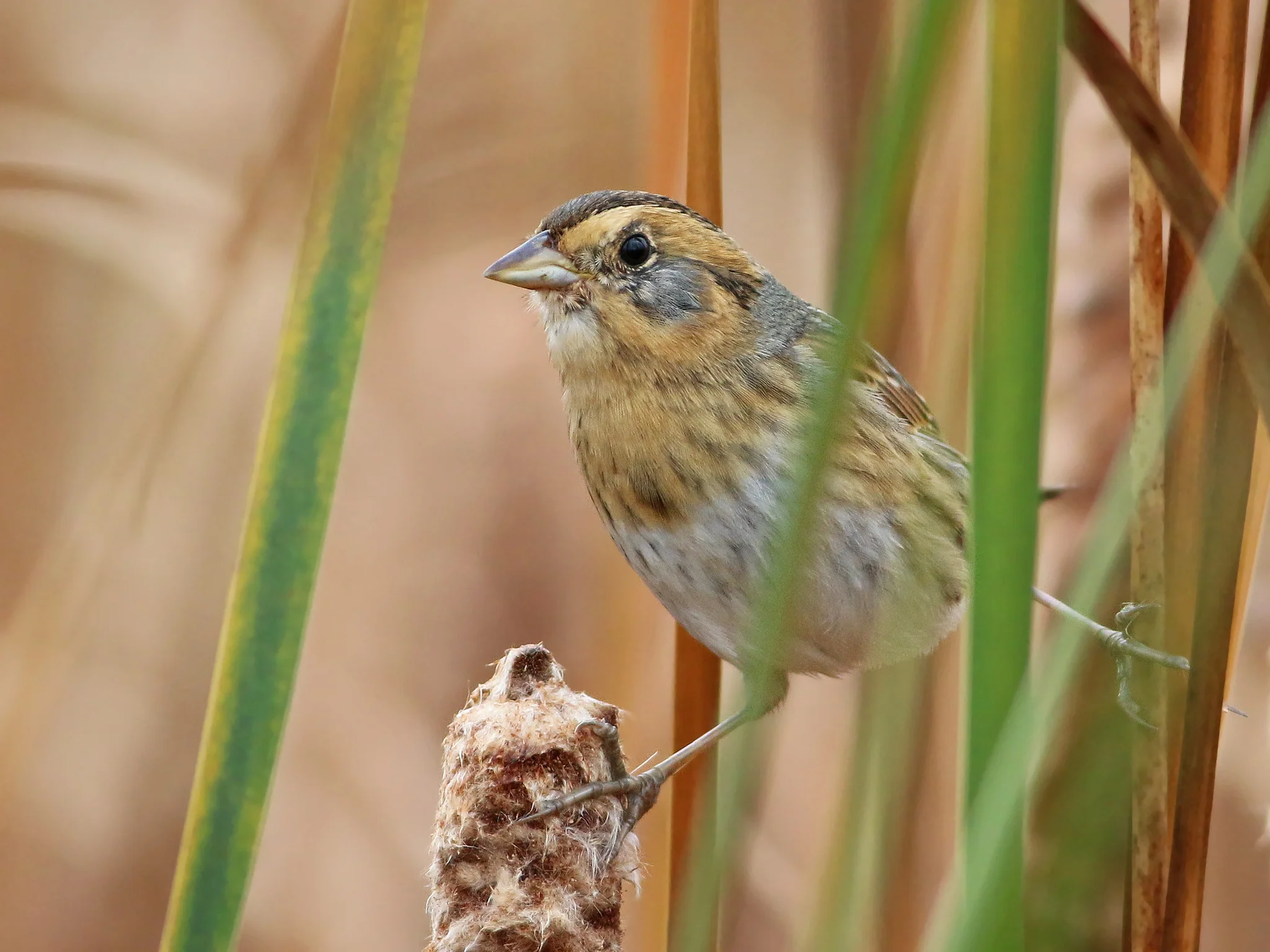 Nelson's Sparrow - Keenan Yakola