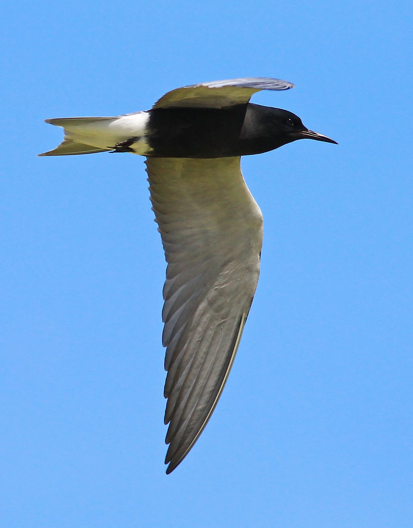 Black Tern - Tyler Pockette