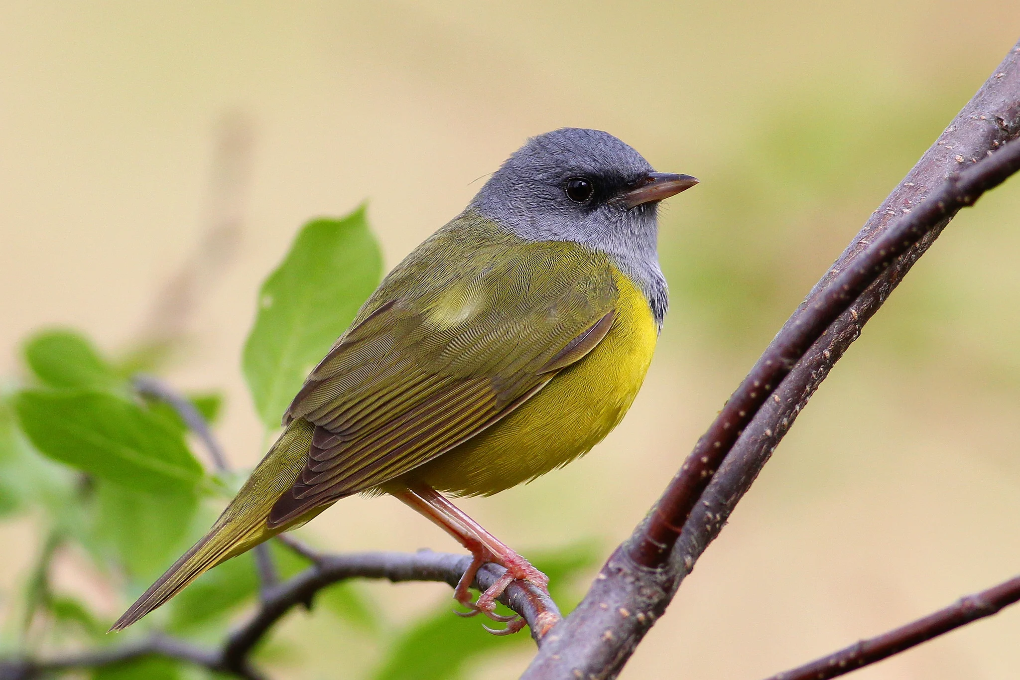 Mourning Warbler - Tyler Pockette