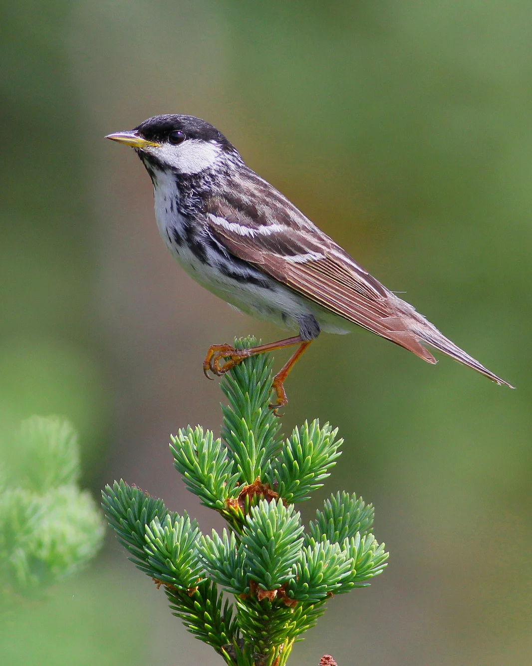 Blackpoll Warbler - Tyler Pockette
