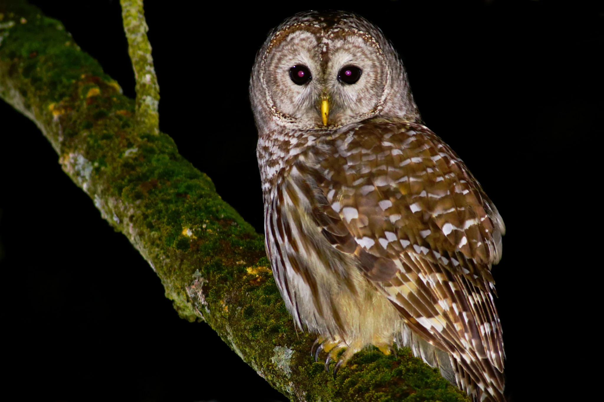 Barred Owl - found just before dawn. Photo: Tyler Pockette