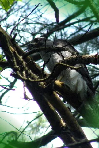Northern Goshawk — first bird of the “day” in the first light of dawn. Photo: Tyler Pockette