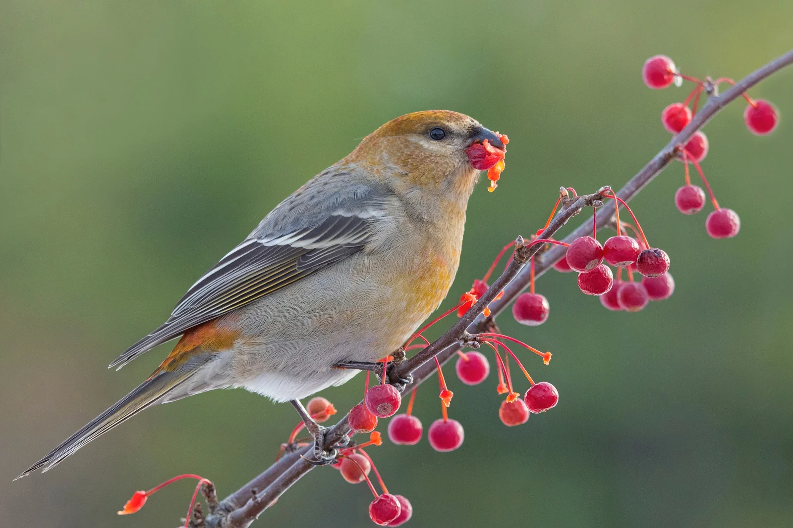 Pine Grosbeak. Photo: Tyler Pockette