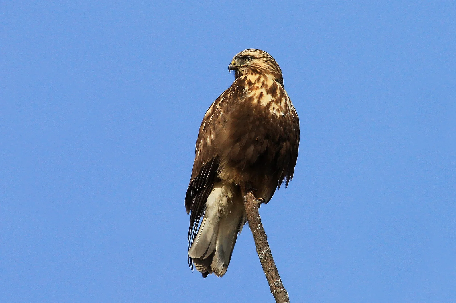 Rough-legged Hawk. Photo: Tyler Pockette