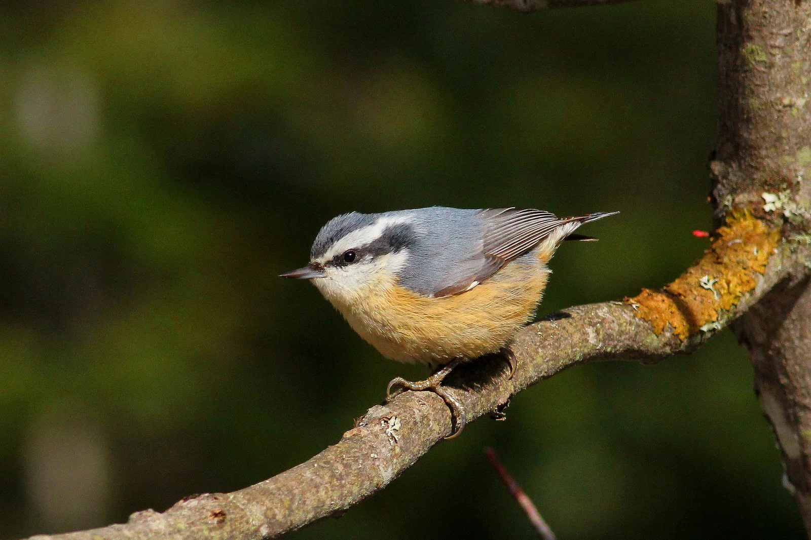 Red-breasted Nuthatch. Photo: Tyler Pockette