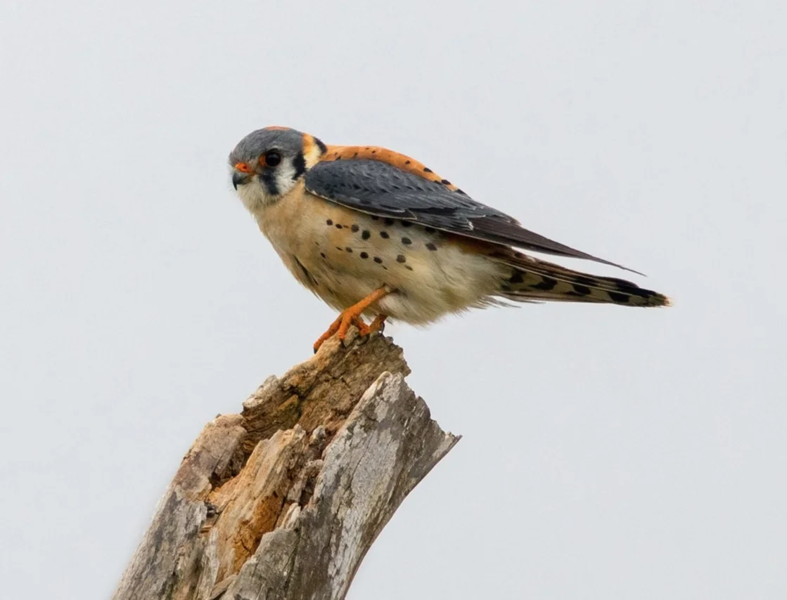 American Kestrel. Photo: Tyler Pockette