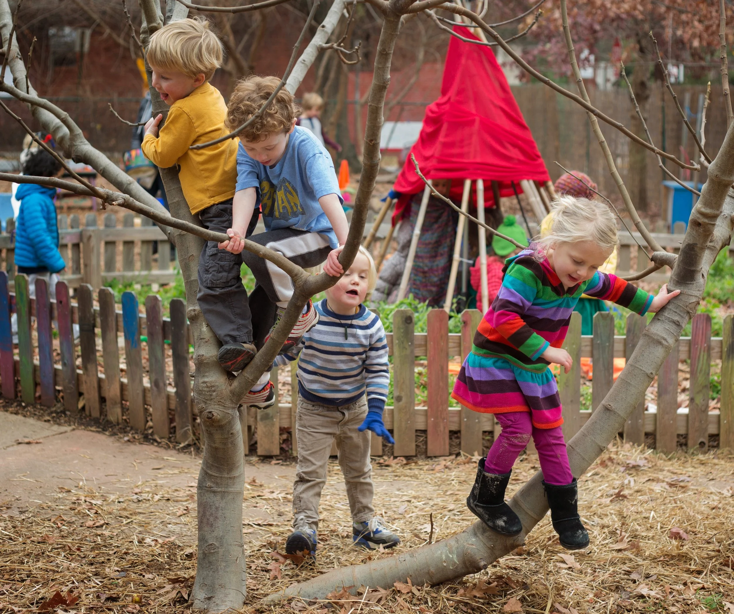 Preschool OC Tree Climbing .jpg