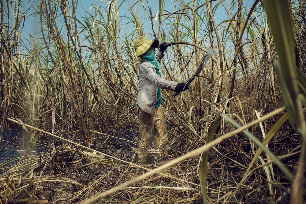Blood Sugar: The life in the Cambodian sugar cane plantations