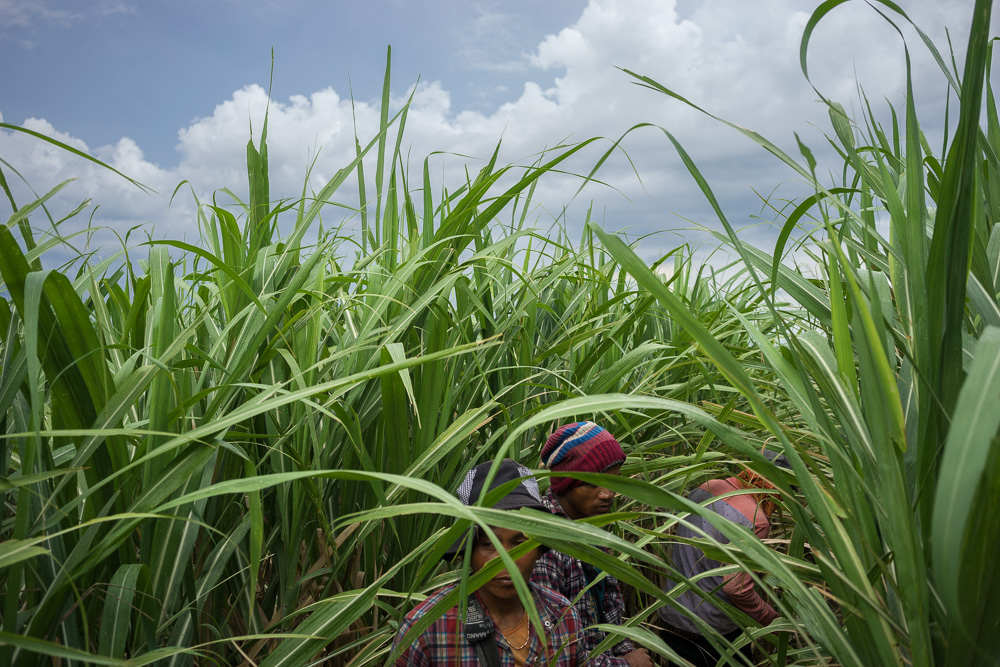  August 19, 2015 - Pis Village - Omlaing (Cambodia). Villagers from Pis Village at work in the plantation. During raining season, workers are paid less than 3 USD a day to clean and fertilize the sugar canes. © Thomas Cristofoletti / Ruom for OXFAM A