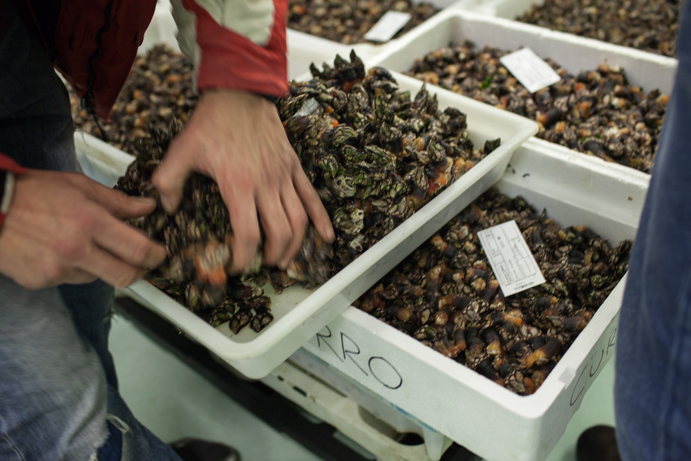 December 09, 2011 - La Coruña. A buyer inspects the quality of a box of percebes at the fish market of La Coruña. Most of the fish and sea food catch in the region is sold here. © Thomas Cristofoletti 2011