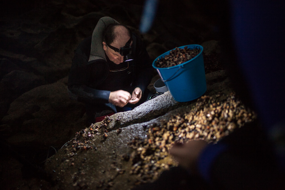 December 20, 2011 - Laxe (La Coruña). Julio checks his daily catch. Due to the sea tides, sometimes the percebeiros need to harvest with artificial light. © Thomas Cristofoletti