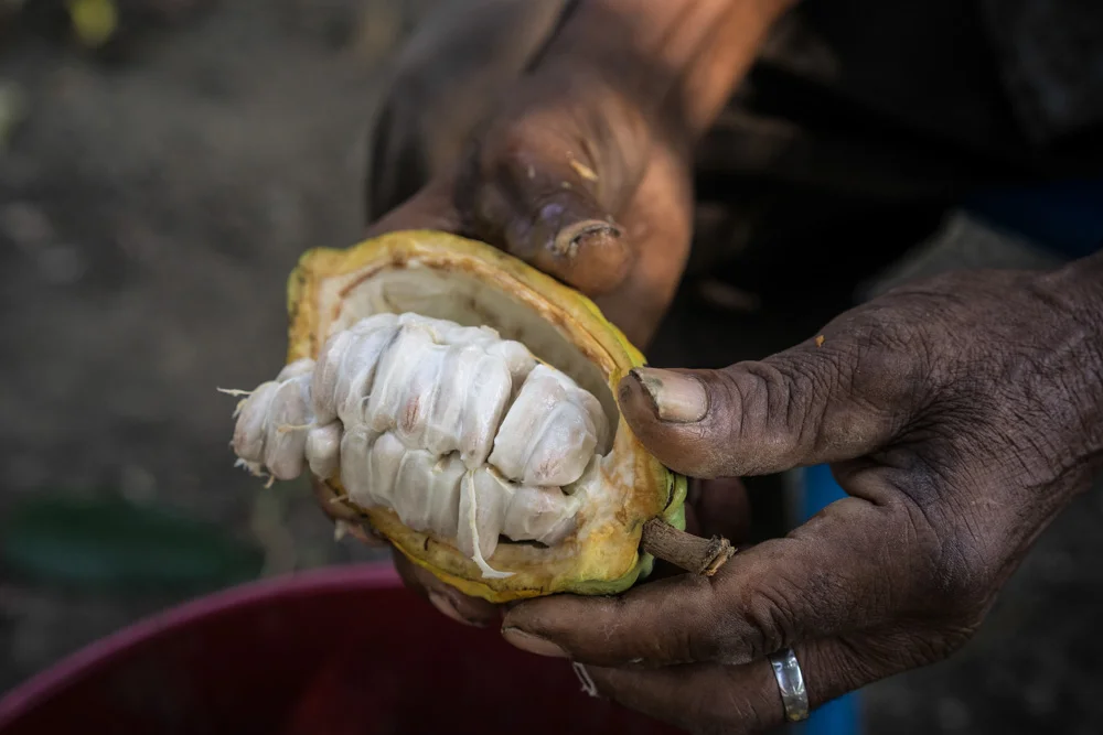 COLOMBIA - From coca to cacao