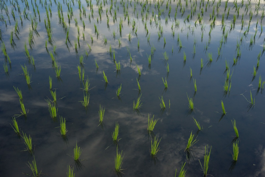  July 28, 2014 - Mondulkiri (Cambodia). Reflections in a rice field. © Thomas Cristofoletti / Ruom 