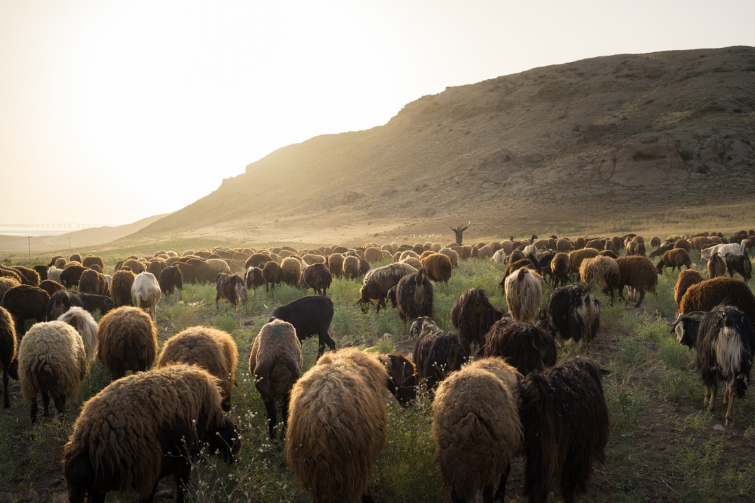  June 8, 2014 - Urmia (Iran). A sheperd with his sheeps around Urmia lake. Today, the lake is a shadow of its former self. Decades of poor water management, aggressive agricultural policies and drought have rendered it almost completely dried up. © T