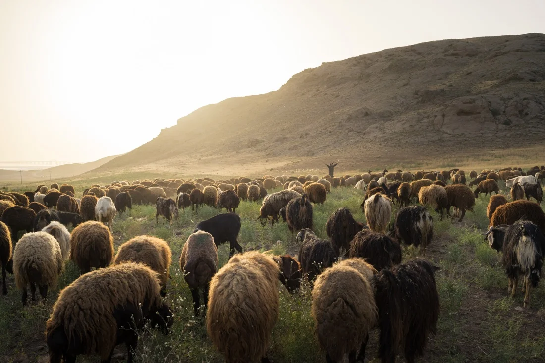 June 8, 2014 - Urmia (Iran). A sheperd with his sheeps around Urmia lake. Today, the lake is a shadow of its former self. Decades of poor water management, aggressive agricultural policies and drought have rendered it almost completely dried up. © Thomas Cristofoletti / Ruom