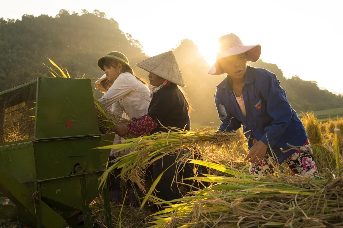 September 22, 2014 - Meo Vac (Vietnam). Locals harvest a rice field in the outskirts of Tam Son. © Thomas Cristofoletti / Ruom