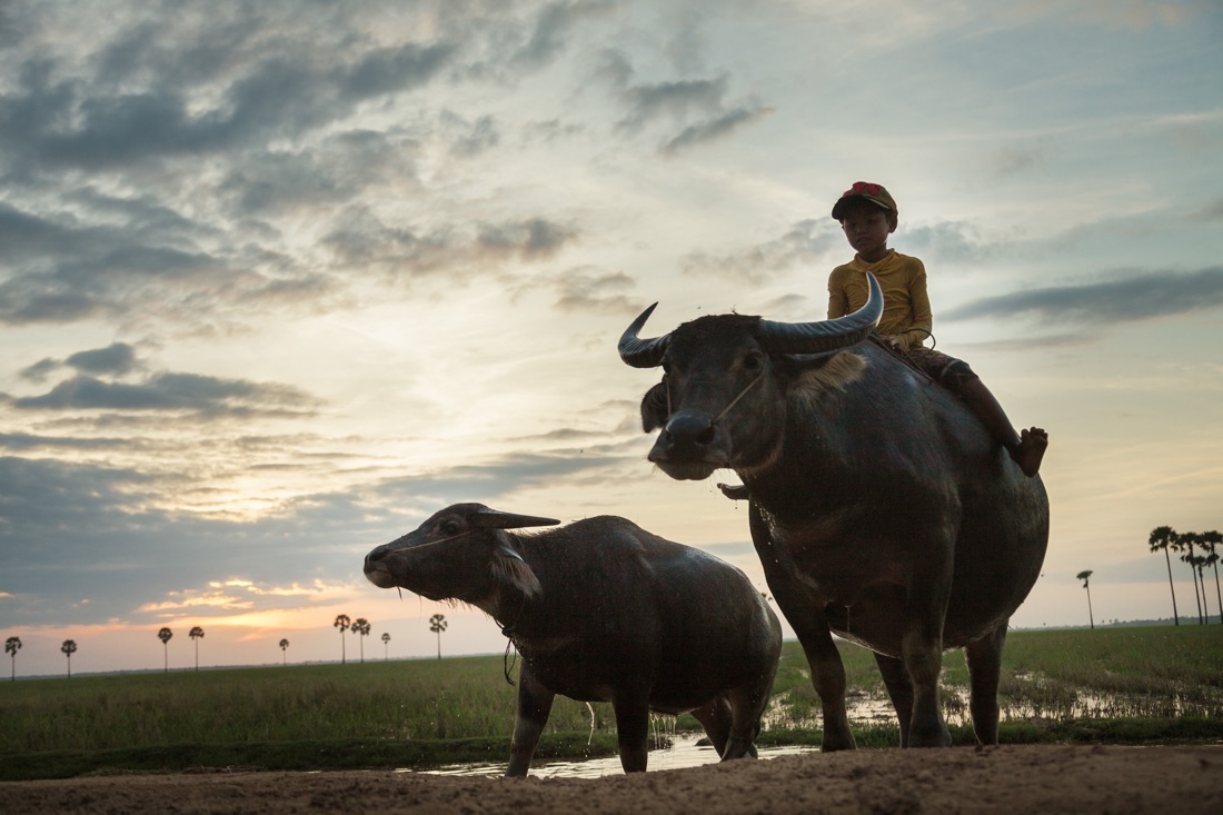  November 29, 2013 - Lvea village, Prey Veng. A boy rides a water buffalo back home. © Thomas Cristofoletti / Ruom 