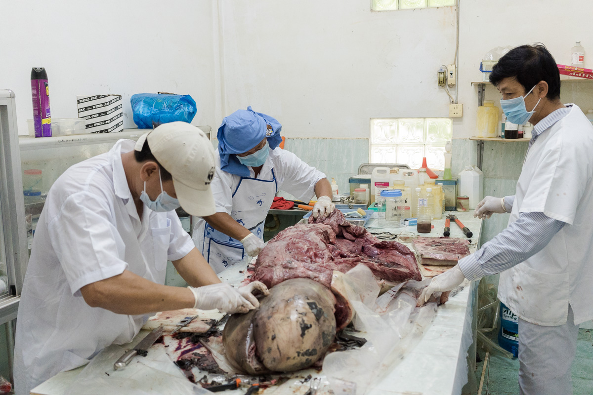 August 24, 2018 - Kratie (Cambodia). A team of WWF personal performs an autopsy on the carcass of an Irrawaddy dolphin found dead on June 29th. The mammal was found by local fishermen in the protected area of Kampi and the cause of death was determined as bruising caused by an illegal fishing net. The Irrawaddy dolphin was a male, weighed about 92kg and measured 1.94m. © Thomas Cristofoletti / Ruom