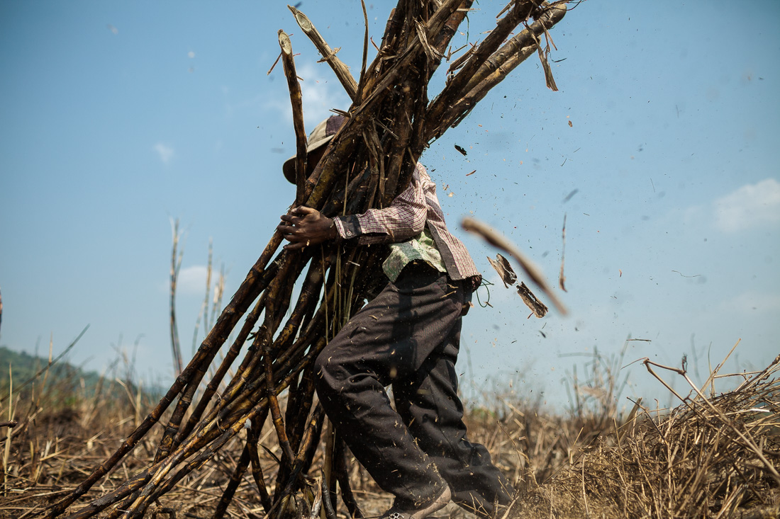 Blood Sugar: The life in the Cambodian sugar cane plantations