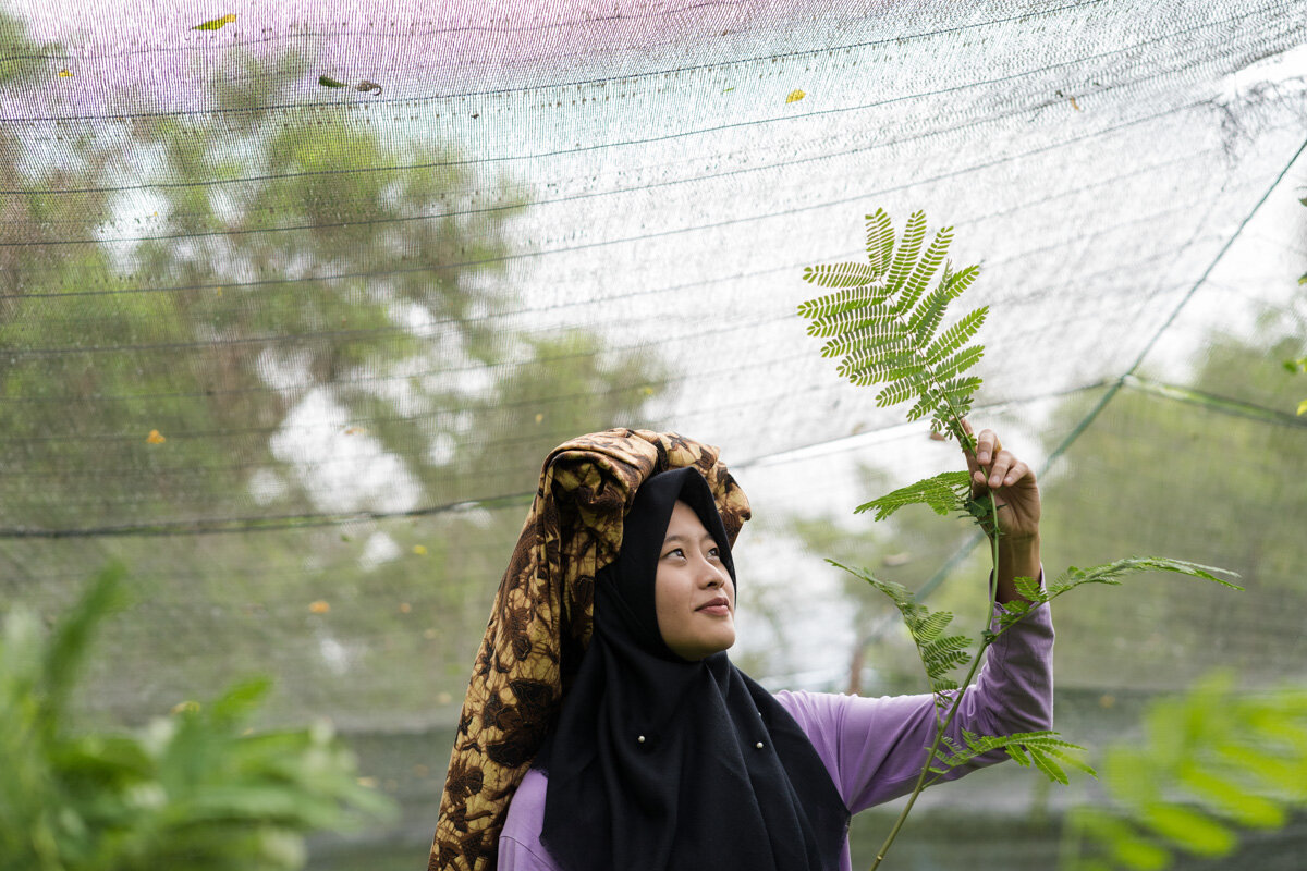 Kopi Lestari Aceh Indonesia