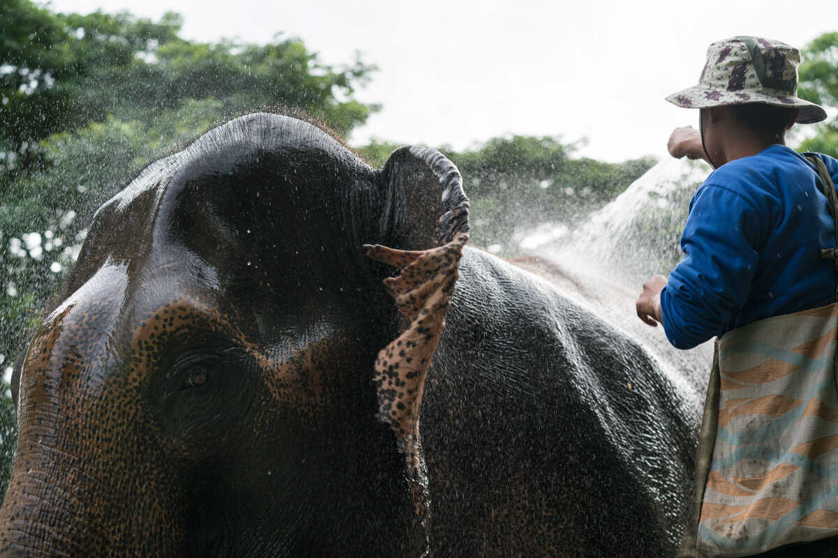 Wild Animal Protection Thailand