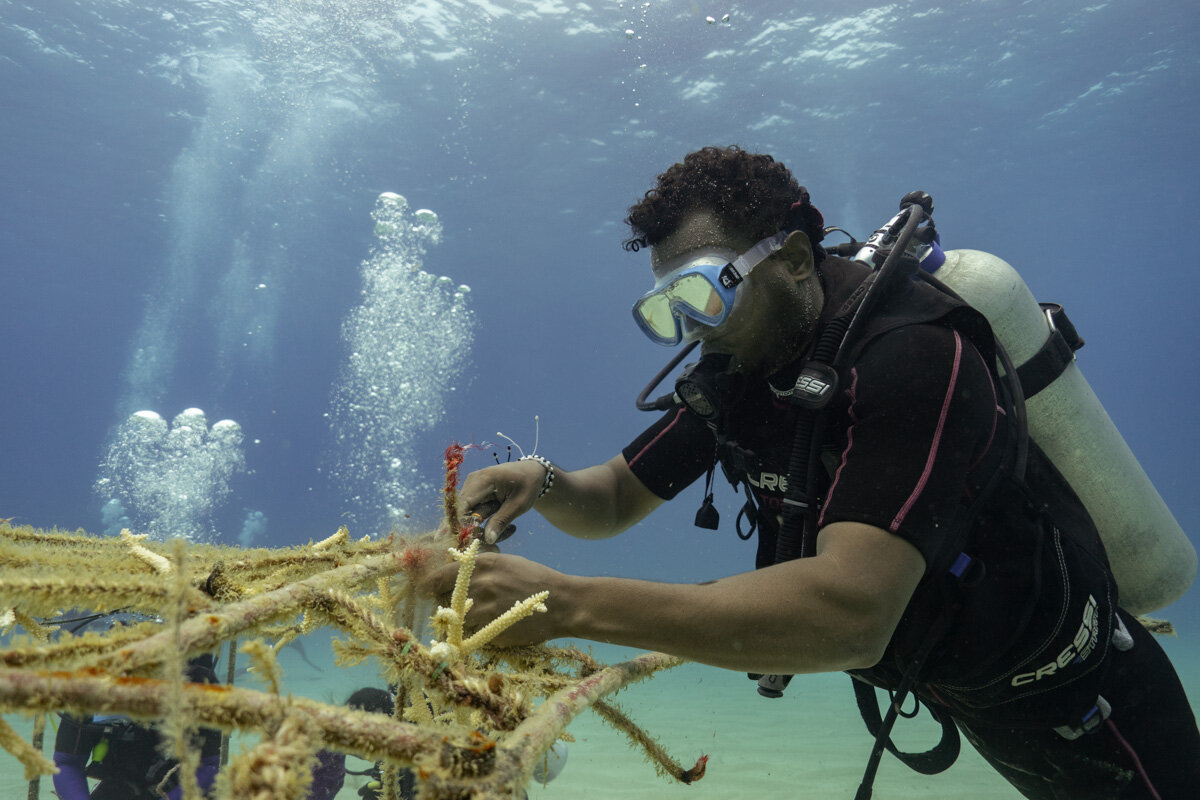 USAID DR - Coral restoration
