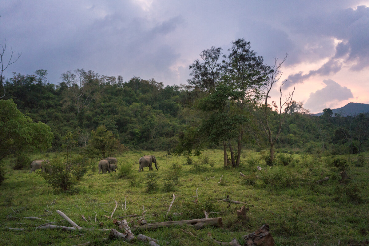 WWF Thailand, Kui Buri - Elephants