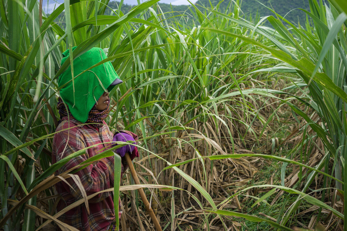  August 19, 2015 - Pis Village - Omlaing (Cambodia). Ms. Srey Khouch's daughter at work in the plantation. During the raining season, workers are paid less than 3 USD a day to clean and fertilize the sugar canes. © Thomas Cristofoletti / Ruom for OXF