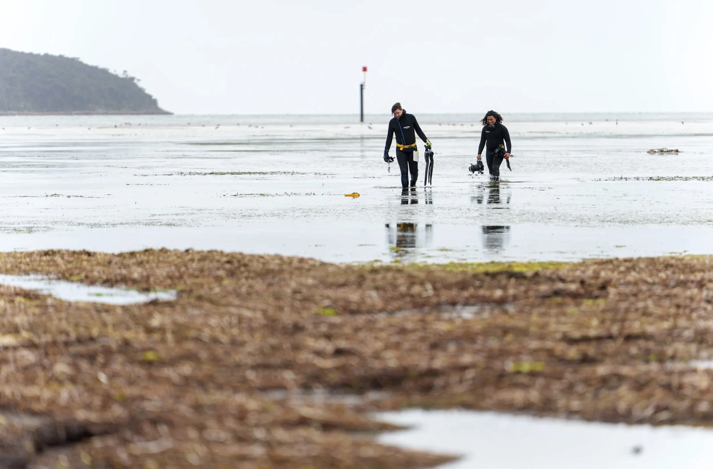 Australia's lost shellefish reefs