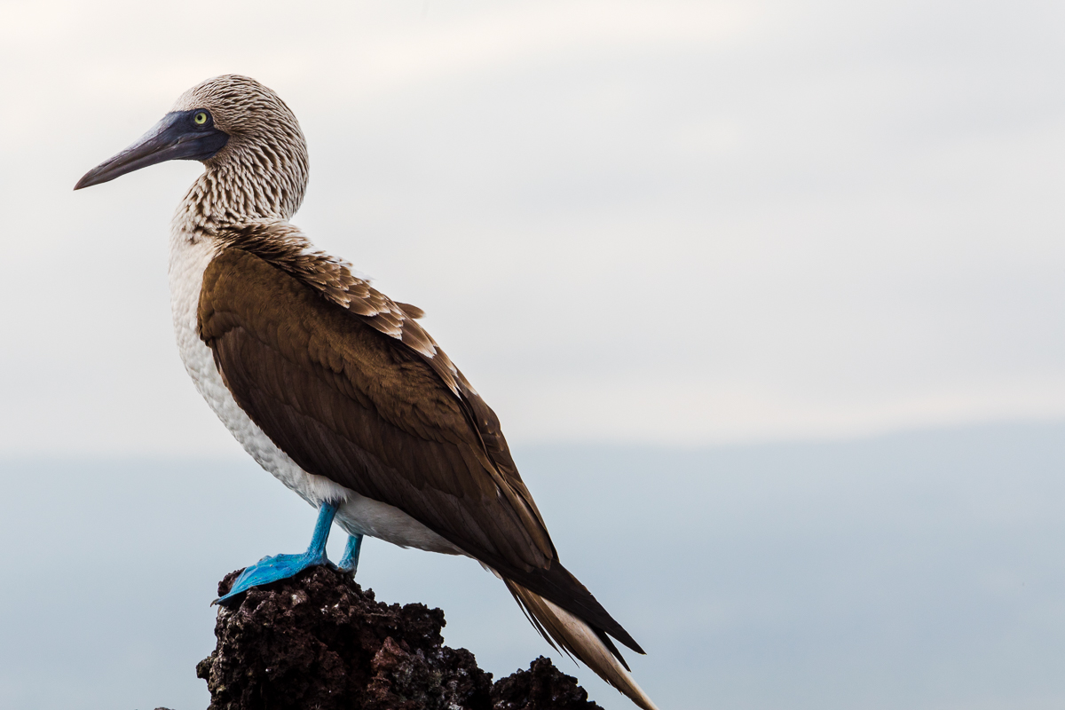 Enjoy this image of a blue footed booby to simulate us waiting. I promise this is a much more enjoyable way to wait!