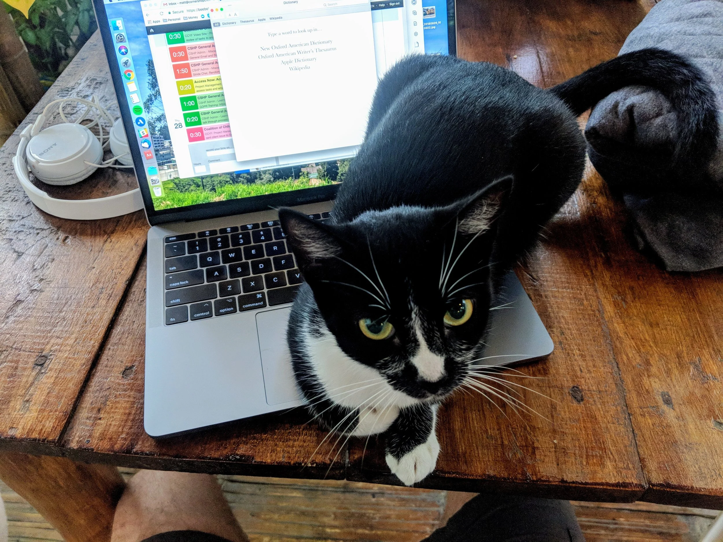 DistractingCat.jpg