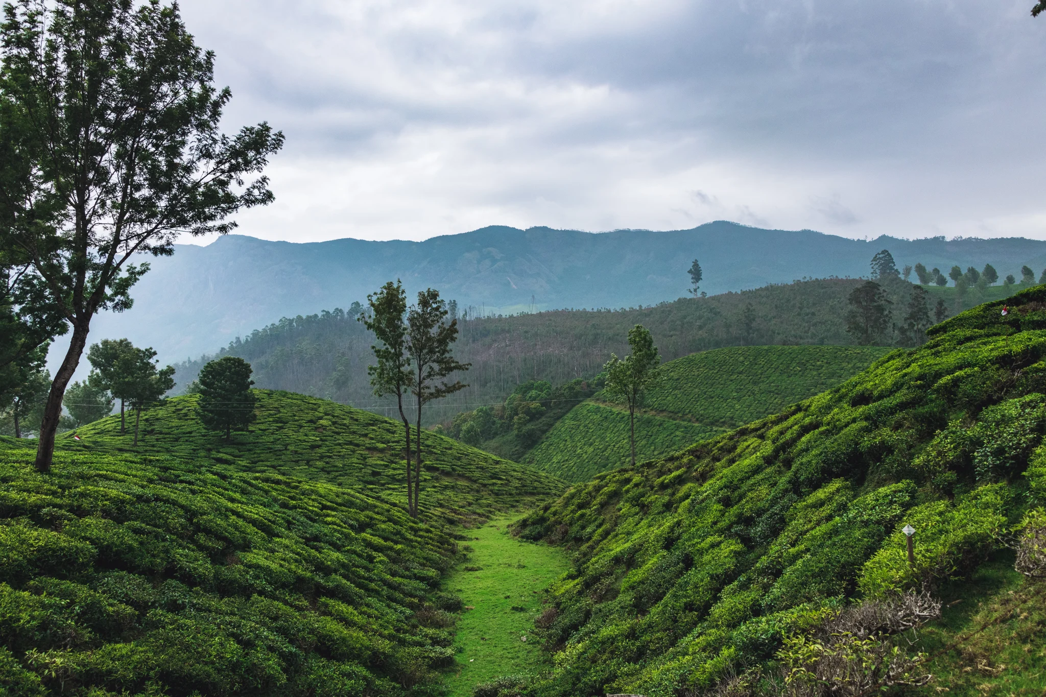 Munnar1-49.jpg