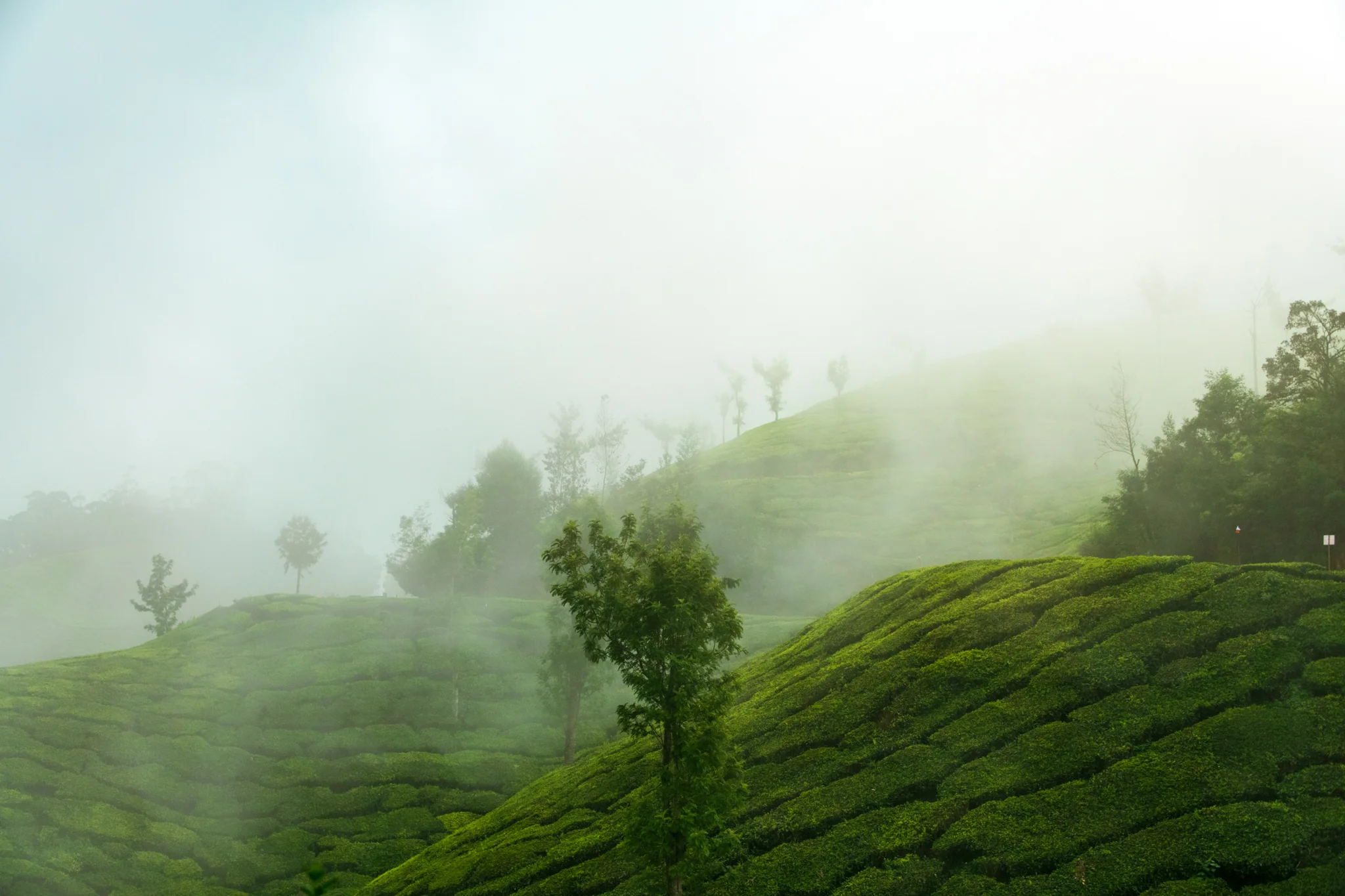 Munnar1-50.jpg