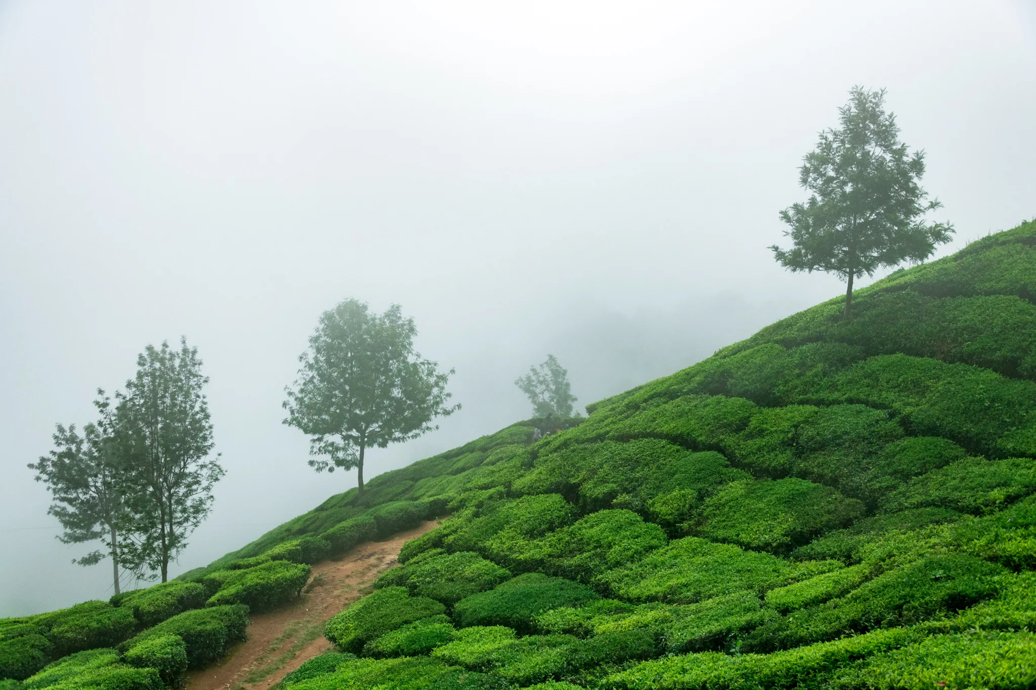 Munnar1-52.jpg